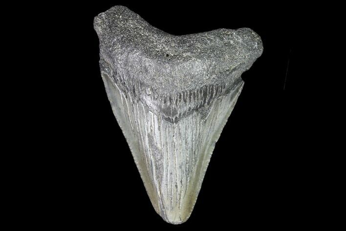 Juvenile Megalodon Tooth - Georgia #101324